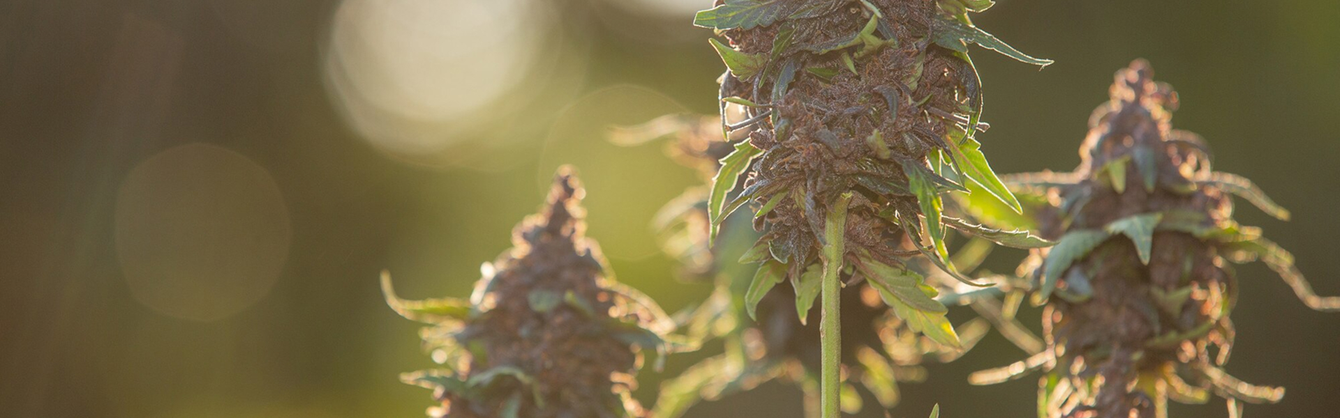 Purple hemp flowers medical cannabis
